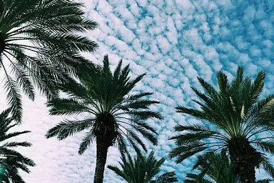 Palmeras y nubes