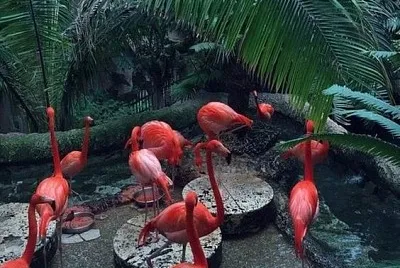 Palm tree and flamingos