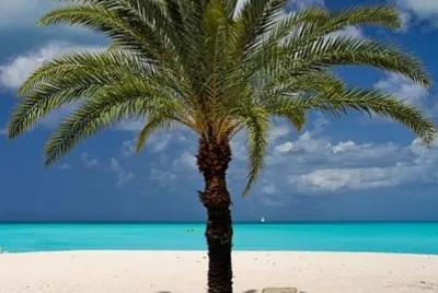 Deserted beach palm tree
