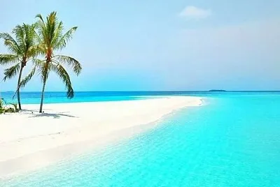 Itsmo palm trees