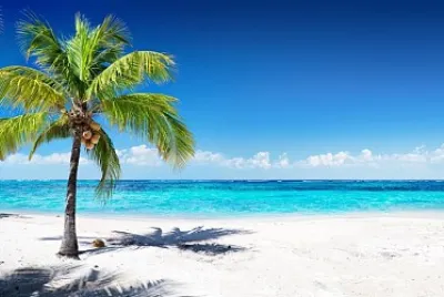 Tropical beach palm tree