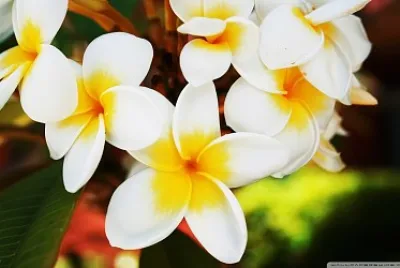 Bicolour tropical flowers jigsaw puzzle