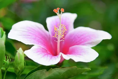 Pink tropical flower jigsaw puzzle