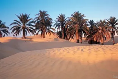 Palmeras del desierto