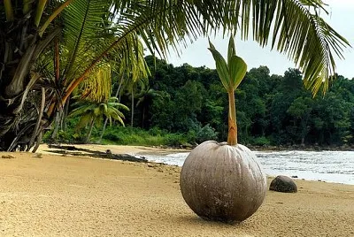 Growing palm tree