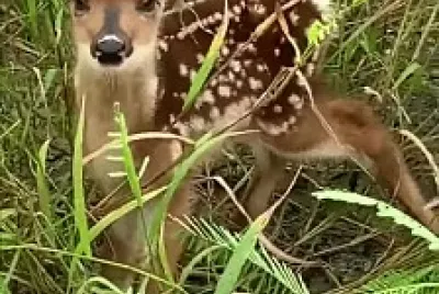 Bambi