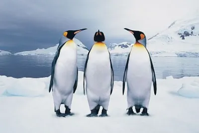 Penguins trio jigsaw puzzle