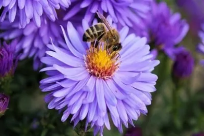 פאזל של abejas en flor