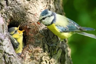 pajaros en arbol