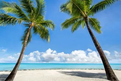 Dos palmeras tropicales jigsaw puzzle