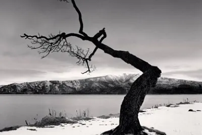 Black and white dead tree jigsaw puzzle