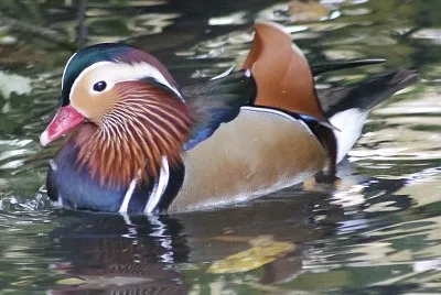canard jigsaw puzzle