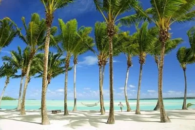 Tropical palm trees jigsaw puzzle