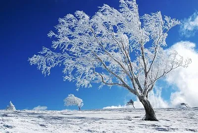 Winter tree jigsaw puzzle