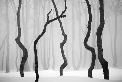 Winter trees jigsaw puzzle