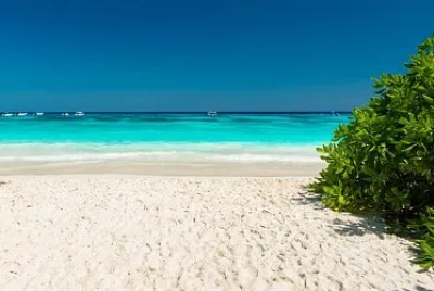 Beach bush jigsaw puzzle