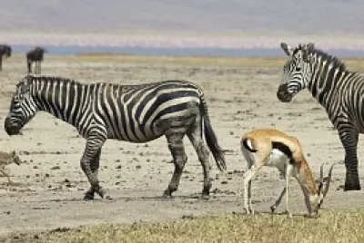 Habitantes de la savana jigsaw puzzle