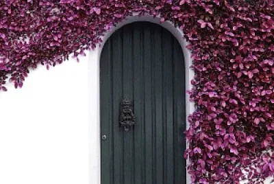 Purple vines