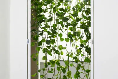 Green vine courtain