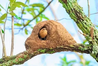 natural jigsaw puzzle