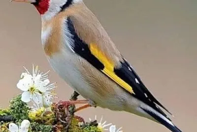 natural