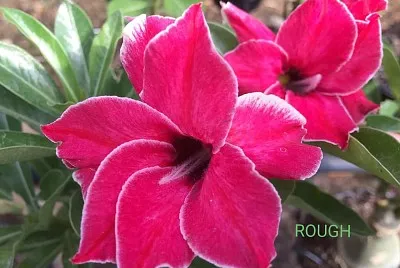 flores
