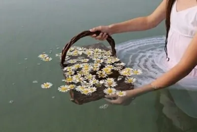 Water daisies