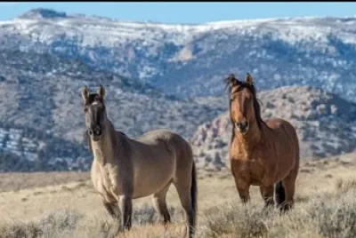 Caballos jigsaw puzzle