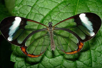 Crystal butterfly