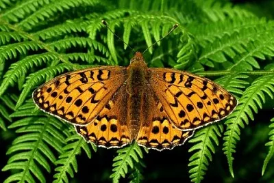 Fern butterfly