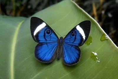 Mariposa tricolor jigsaw puzzle