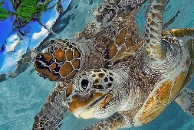 Turtle reflection jigsaw puzzle