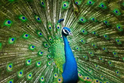 Pavo real jigsaw puzzle