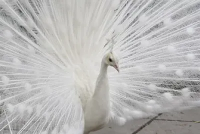 Pavo real blanco jigsaw puzzle