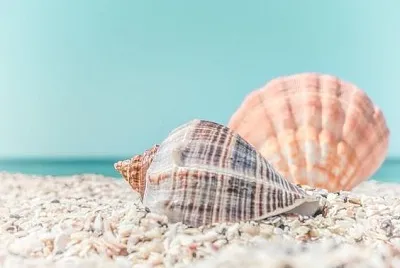 Tropical seashells