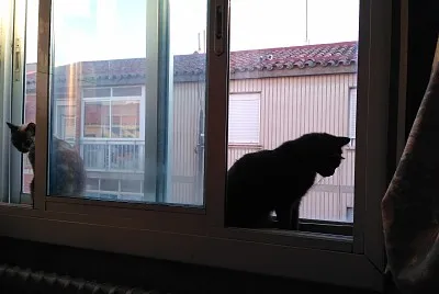 Vigilantes en la ventana