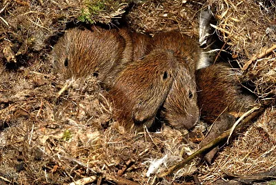Arvicola rossastra