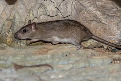 Ratto dei campi malese jigsaw puzzle