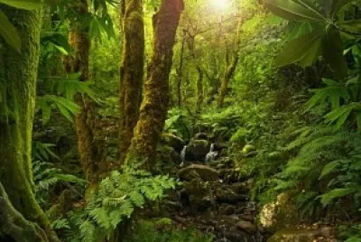 La Selva! jigsaw puzzle