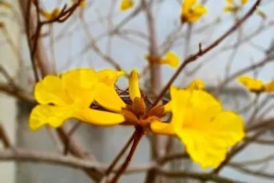 IpÃª amarelo