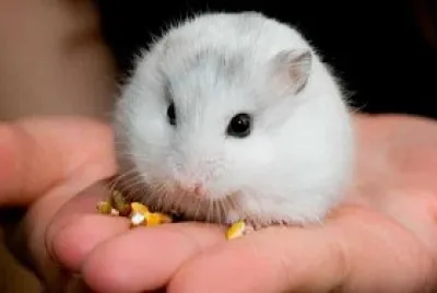 mouse