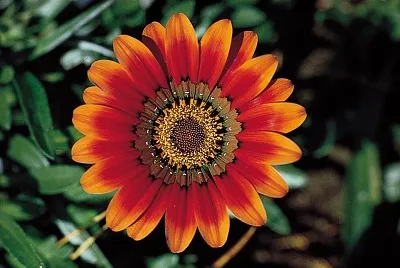 flores