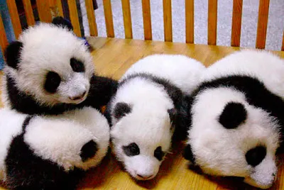 Resuelve esta imagen :D