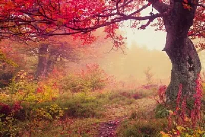 Otonio 01 jigsaw puzzle