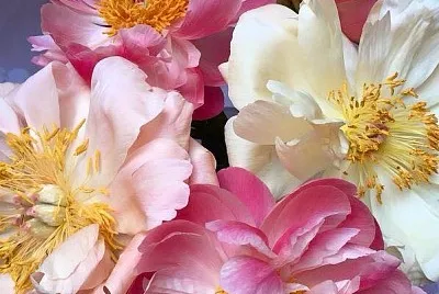 flores