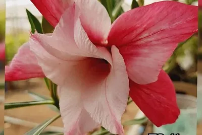 flores