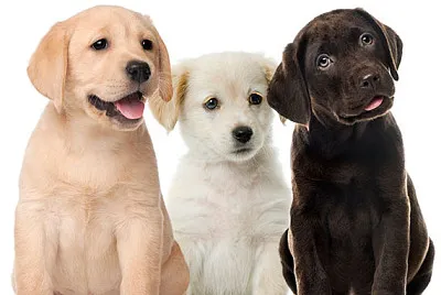 פאזל של Perros