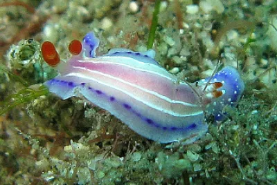 פאזל של Thorunna hopei