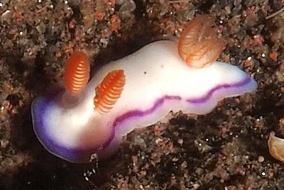 פאזל של Thorunna daniellae