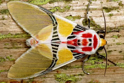 Polilla coloreada